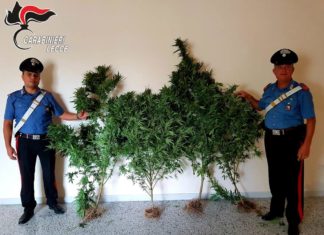 A spasso con marijuana, in casa anche hashish. L’altro aveva piante in giardino: due nei guai