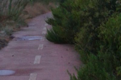 Andrea Guido: "Piste ciclabili in stato di abbandono" - Corriere Salentino