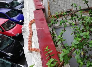 Esce sul balcone e si ritrova a tu per tu con un pitone di due metri: paura nel rione Santa Rosa