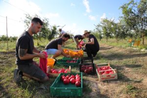 Succo di melograno contro i tumori, domani al Togo Bay la distribuzione benefica - Corriere Salentino