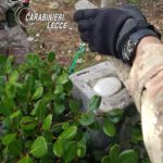 "Eyes in the sky": in campo il fiuto di Zilo e Lax e i cacciatori di Puglia per i controlli antidroga. Arresti e sequestri - Corriere Salentino