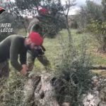 "Eyes in the sky": in campo il fiuto di Zilo e Lax e i cacciatori di Puglia per i controlli antidroga. Arresti e sequestri - Corriere Salentino