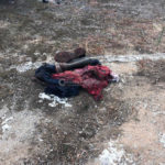 Pota gli ulivi e si recide il polso con la motosega: 67enne muore dissanguato - Corriere Salentino