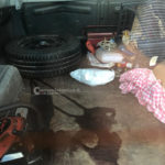 Pota gli ulivi e si recide il polso con la motosega: 67enne muore dissanguato - Corriere Salentino