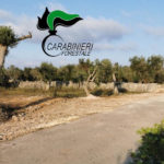 Abbattono un muretto a secco senza autorizzazioni e bruciano rifiuti in campagna: in tre nei guai - Corriere Salentino