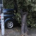 Il Salento nella morsa del maltempo: divelti alberi, cartelloni e impalcature. Pini caduti sulle scuole - Corriere Salentino