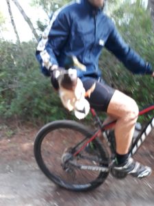 Anatra ferita soccorsa a Le Cesine: affidata alle cure del centro di recupero di Calimera - Corriere Salentino