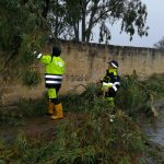 Il Salento nella morsa del maltempo: divelti alberi, cartelloni e impalcature. Pini caduti sulle scuole - Corriere Salentino