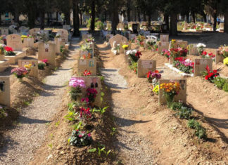 2 novembre, 60mila crisantemi ai cimiteri