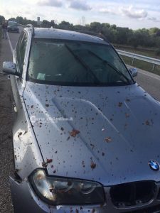 Schianto contro una mandria di cinghiali alle “Cesine”, due feriti. Tarda l'ok per la cattura, oasi a rischio - Corriere Salentino