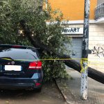 Il Salento nella morsa del maltempo: divelti alberi, cartelloni e impalcature. Pini caduti sulle scuole - Corriere Salentino