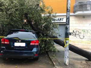 Il Salento nella morsa del maltempo: divelti alberi, cartelloni e impalcature. Pini caduti sulle scuole - Corriere Salentino