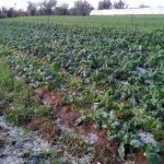 Violenta grandinata a Parabita, coltivazioni distrutte - Corriere Salentino