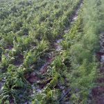 Violenta grandinata a Parabita, coltivazioni distrutte - Corriere Salentino