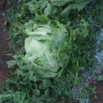 Violenta grandinata a Parabita, coltivazioni distrutte - Corriere Salentino