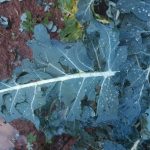 Violenta grandinata a Parabita, coltivazioni distrutte - Corriere Salentino