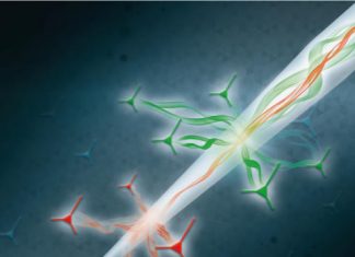 “Una sonda ottica per registrate l’attività del cervello”, lo studio di ricercatori IIT e Unisalento