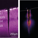 "Una sonda ottica per registrate l'attività del cervello", lo studio di ricercatori IIT e Unisalento - Corriere Salentino