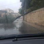 Il Salento nella morsa del maltempo: divelti alberi, cartelloni e impalcature. Pini caduti sulle scuole - Corriere Salentino