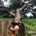 Il Salento nella morsa del maltempo: divelti alberi, cartelloni e impalcature. Pini caduti sulle scuole - Corriere Salentino