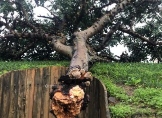 Tromba d’aria a Ruggiano, divelti pannelli solari e alberi