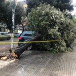 Il Salento nella morsa del maltempo: divelti alberi, cartelloni e impalcature. Pini caduti sulle scuole - Corriere Salentino