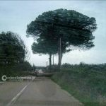 Il Salento nella morsa del maltempo: divelti alberi, cartelloni e impalcature. Pini caduti sulle scuole - Corriere Salentino