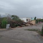 Il Salento nella morsa del maltempo: divelti alberi, cartelloni e impalcature. Pini caduti sulle scuole - Corriere Salentino