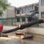 Il Salento nella morsa del maltempo: divelti alberi, cartelloni e impalcature. Pini caduti sulle scuole - Corriere Salentino