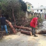 Il Salento nella morsa del maltempo: divelti alberi, cartelloni e impalcature. Pini caduti sulle scuole - Corriere Salentino