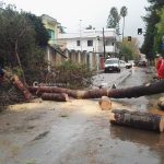Il Salento nella morsa del maltempo: divelti alberi, cartelloni e impalcature. Pini caduti sulle scuole - Corriere Salentino