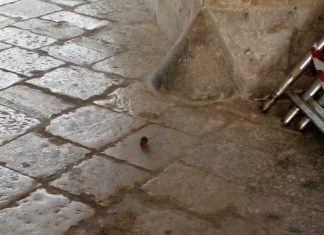 Topi a Palazzo Briganti, Scalzi: “Situazione intollerabile”
