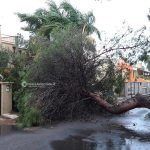 Il Salento nella morsa del maltempo: divelti alberi, cartelloni e impalcature. Pini caduti sulle scuole - Corriere Salentino