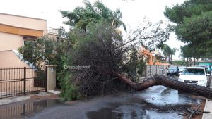 Il Salento nella morsa del maltempo: divelti alberi, cartelloni e impalcature. Pini caduti sulle scuole - Corriere Salentino