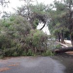 Il Salento nella morsa del maltempo: divelti alberi, cartelloni e impalcature. Pini caduti sulle scuole - Corriere Salentino