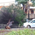 Il Salento nella morsa del maltempo: divelti alberi, cartelloni e impalcature. Pini caduti sulle scuole - Corriere Salentino