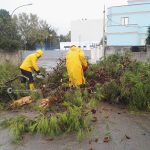 Il Salento nella morsa del maltempo: divelti alberi, cartelloni e impalcature. Pini caduti sulle scuole - Corriere Salentino