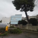 Il Salento nella morsa del maltempo: divelti alberi, cartelloni e impalcature. Pini caduti sulle scuole - Corriere Salentino
