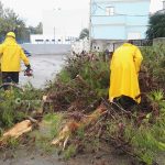 Il Salento nella morsa del maltempo: divelti alberi, cartelloni e impalcature. Pini caduti sulle scuole - Corriere Salentino