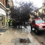 Il Salento nella morsa del maltempo: divelti alberi, cartelloni e impalcature. Pini caduti sulle scuole - Corriere Salentino