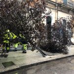 Il Salento nella morsa del maltempo: divelti alberi, cartelloni e impalcature. Pini caduti sulle scuole - Corriere Salentino