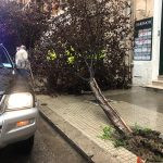 Il Salento nella morsa del maltempo: divelti alberi, cartelloni e impalcature. Pini caduti sulle scuole - Corriere Salentino