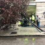 Il Salento nella morsa del maltempo: divelti alberi, cartelloni e impalcature. Pini caduti sulle scuole - Corriere Salentino