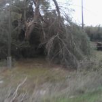 Il Salento nella morsa del maltempo: divelti alberi, cartelloni e impalcature. Pini caduti sulle scuole - Corriere Salentino