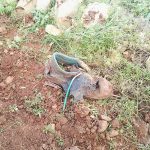 La gamba resta incastrata nella motozappa mentre ara la terra, amputato l'arto a 23enne - Corriere Salentino