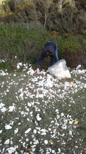 Ripulita dal polistirolo la baia di Portoselvaggio - Corriere Salentino