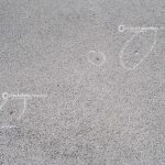 Alba movimentata sulla 275: pestano gestore per rapinarlo, poco dopo un'auto esce fuori strada - Corriere Salentino