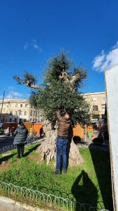 Xylella, Coldiretti: vivi e rigogliosi gli innesti sull’ ulivo millenario di Piazza Sant'Oronzo a Lecce - Corriere Salentino