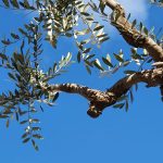 Xylella, Coldiretti: vivi e rigogliosi gli innesti sull’ ulivo millenario di Piazza Sant'Oronzo a Lecce - Corriere Salentino