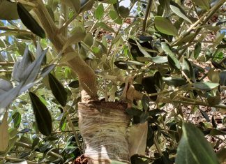 Xylella, Coldiretti: vivi e rigogliosi gli innesti sull’ ulivo millenario di Piazza Sant’Oronzo a Lecce